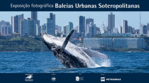  Exposição desvenda as Baleias Urbanas de Salvador