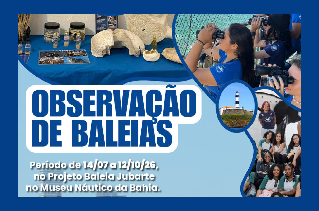 Observação de Baleias 26